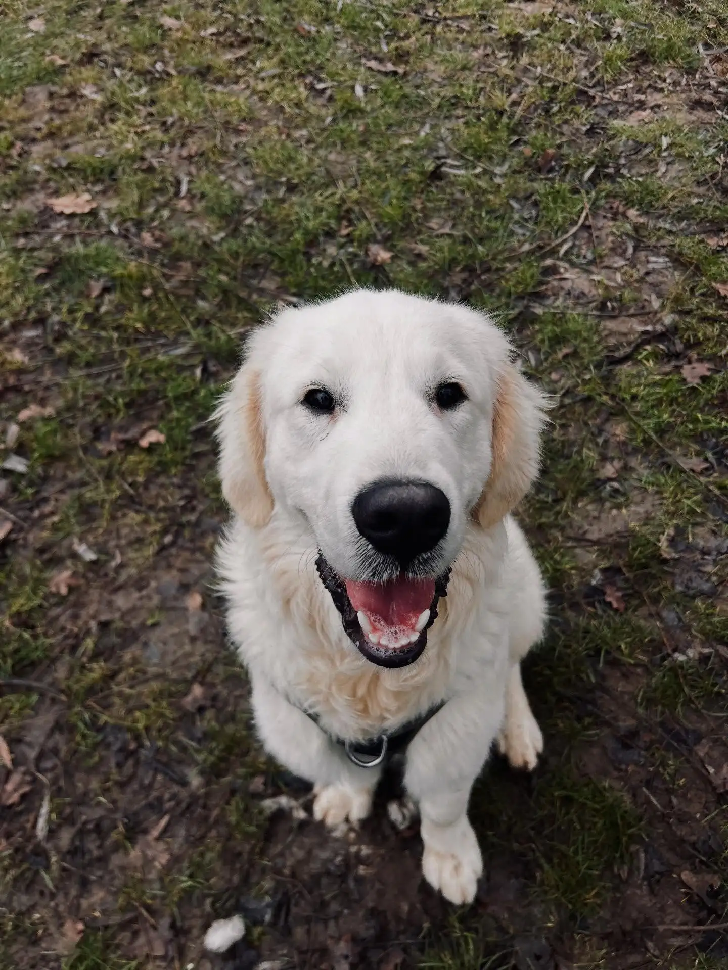 必赢-内维斯女友社媒晒宠物狗照：一年前我们收养你无比正确